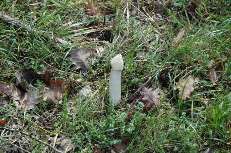 Phallaceae